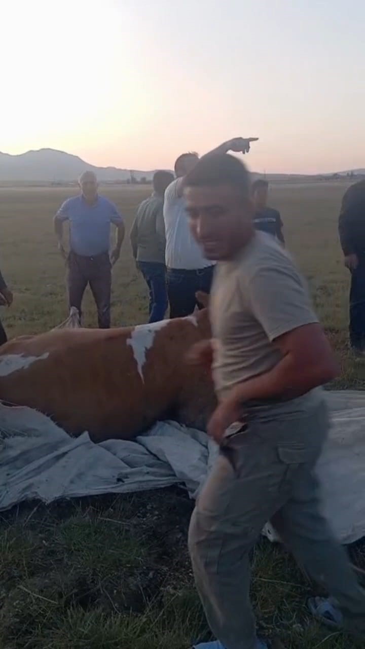 Gölde çamura saplanan inek kurtarıldı