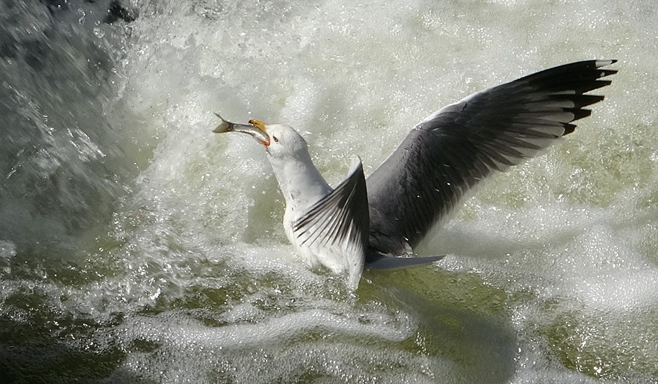 İnci Kefalinin Hayatta Kalma Mücadelesi Nefes Kesti