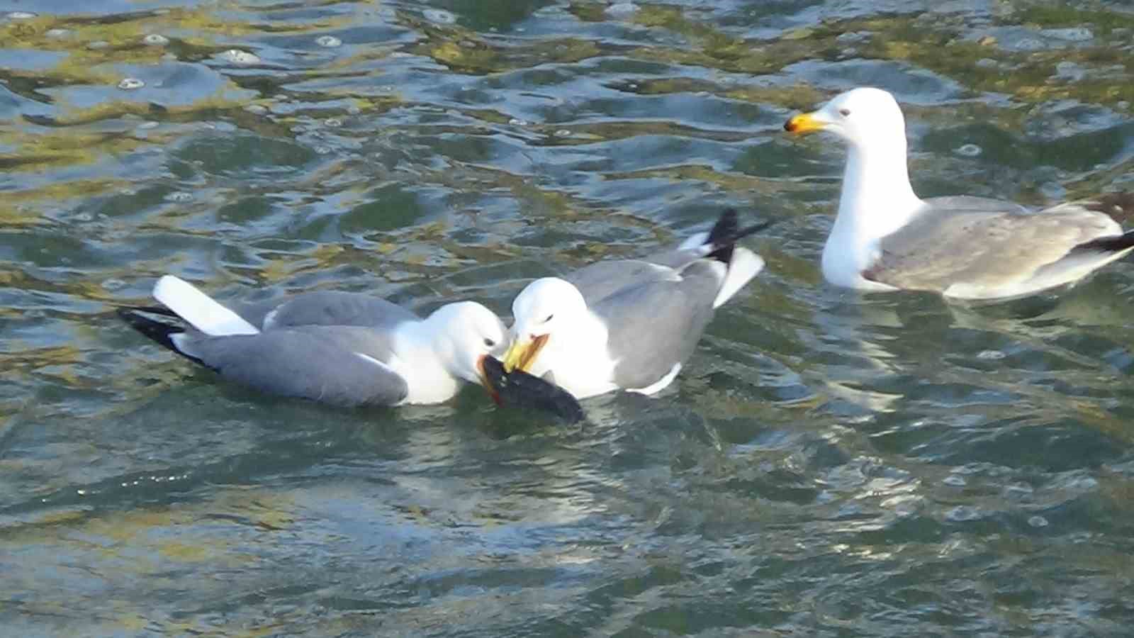 İnci Kefali’nin martılarla imtihanı devam ediyor