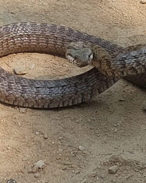 Kafkas yılanı kameraya saldırdı