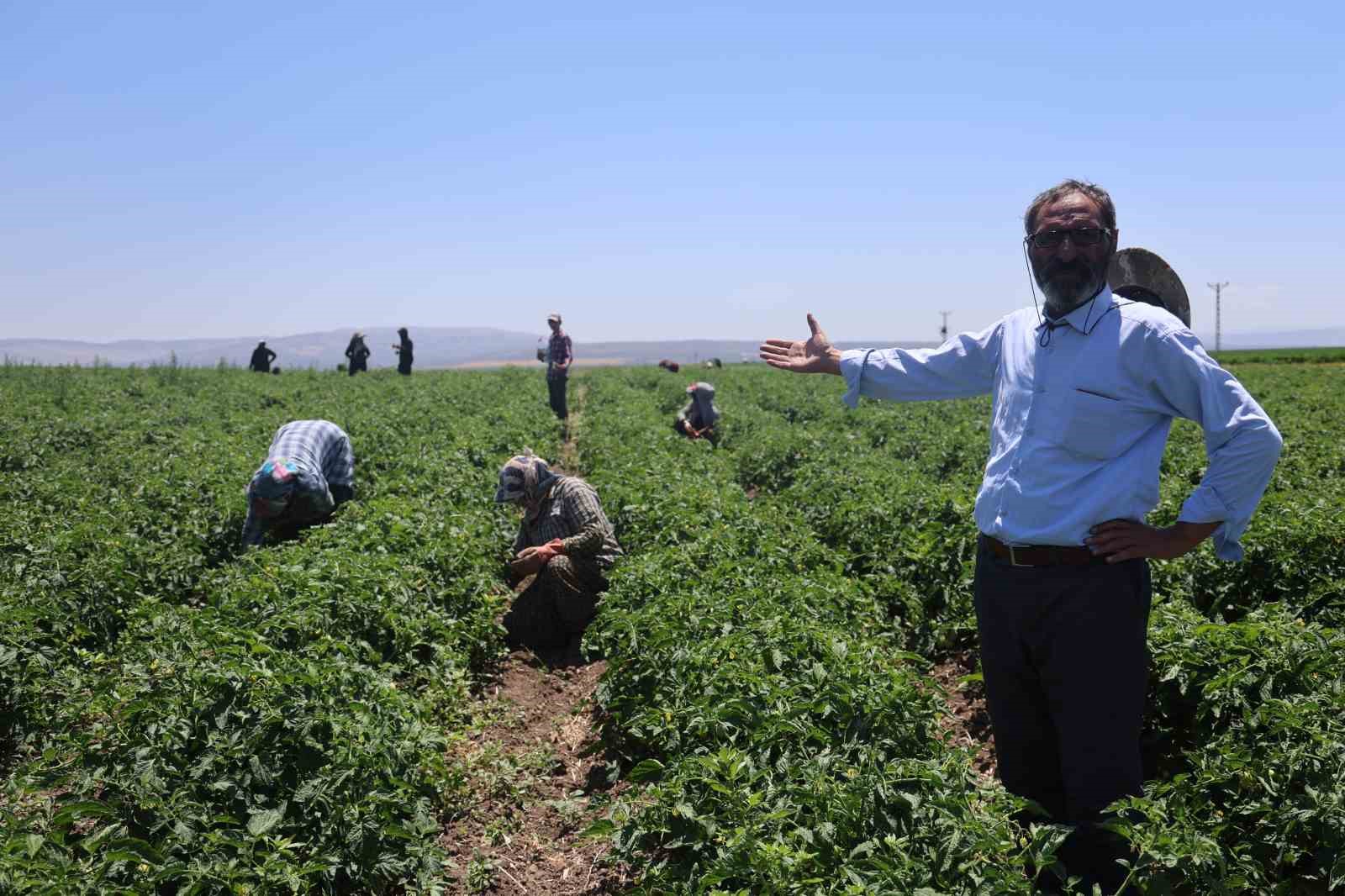 Kavurucu Sıcakta 800 TL Yevmiyeyle Zorlu Tarım Mesaisi