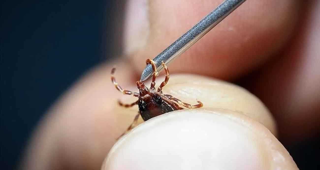 Uzmanlar uyardı: “Grip sandığınız ölümcül kene ısırığı olabilir”