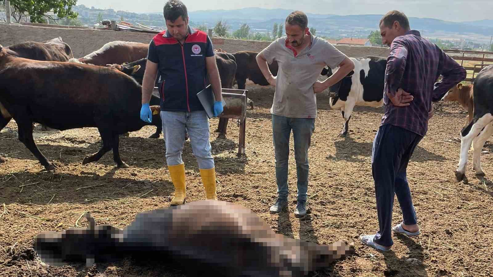 Kırıkkale’de Yıldırım Düştü: 6 Büyükbaş Hayvan Telef Oldu