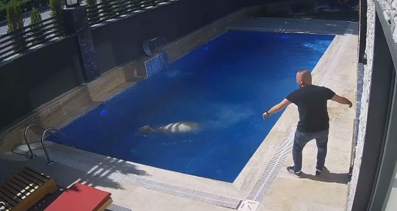 Kurbanlık koç havuza atladı