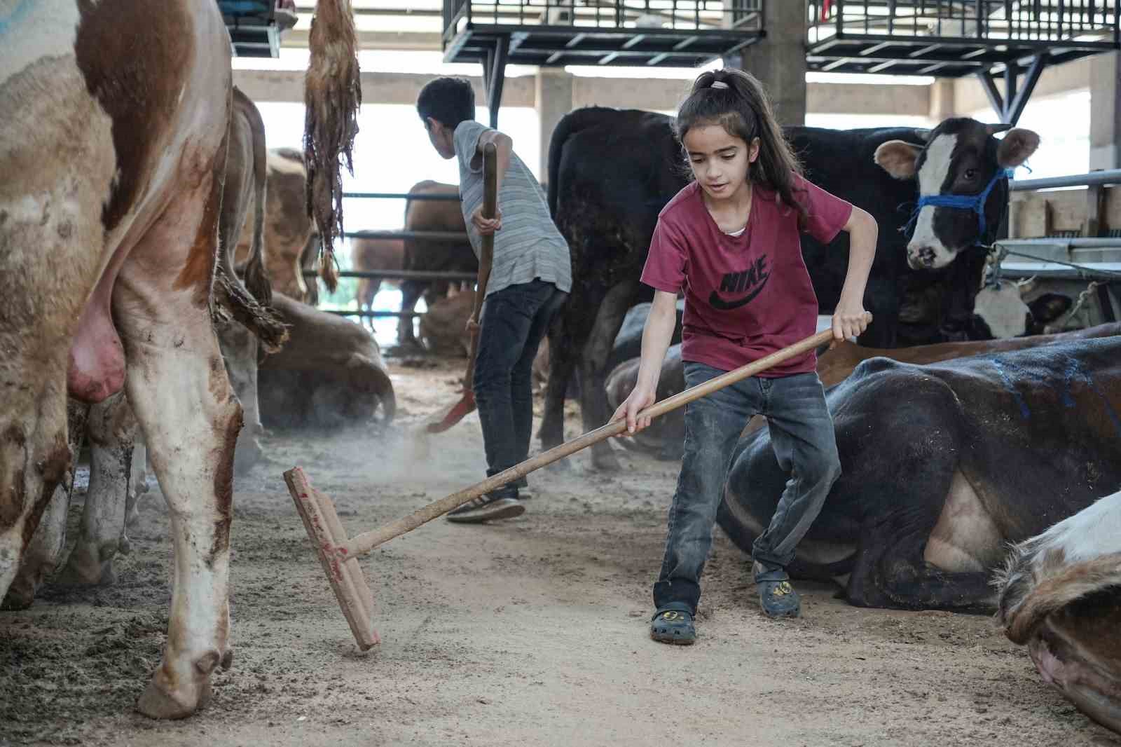 Küçük Kardeşlerin Kurbanlık Mesaisi Takdir Topladı