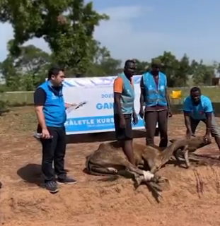 Gürpınar’da Kurban Bağışına Yoğun İlgi