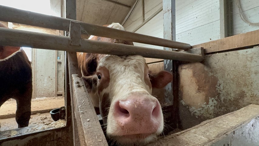 Kurban bayramı öncesi haraketlilik sürüyor