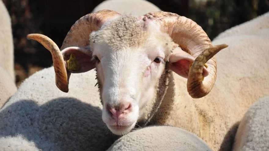 Kurban Bayram’ında kaç kurban kesildi? Bakan Yumaklı açıkladı