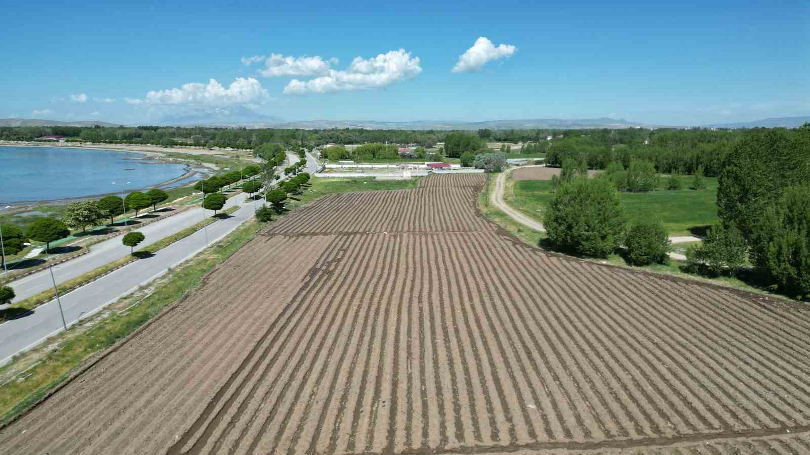 Van’ın Coğrafi İşaretli Lezzeti Erciş Lahanası Toprakla Buluştu