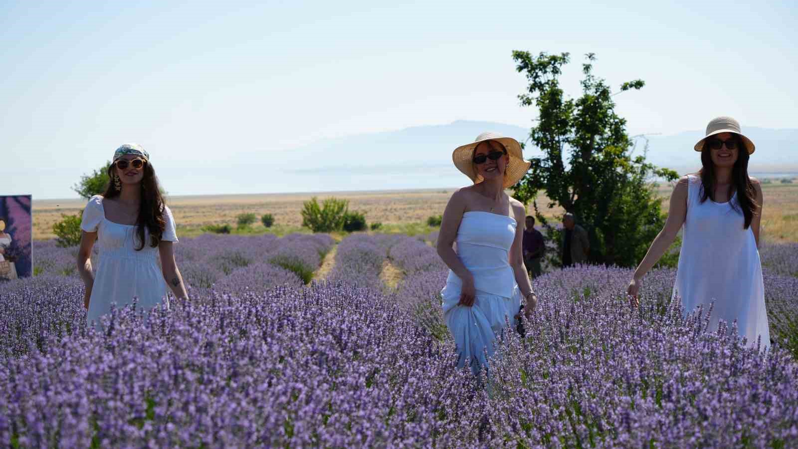Lavanta tarlalarında mor bir şölen