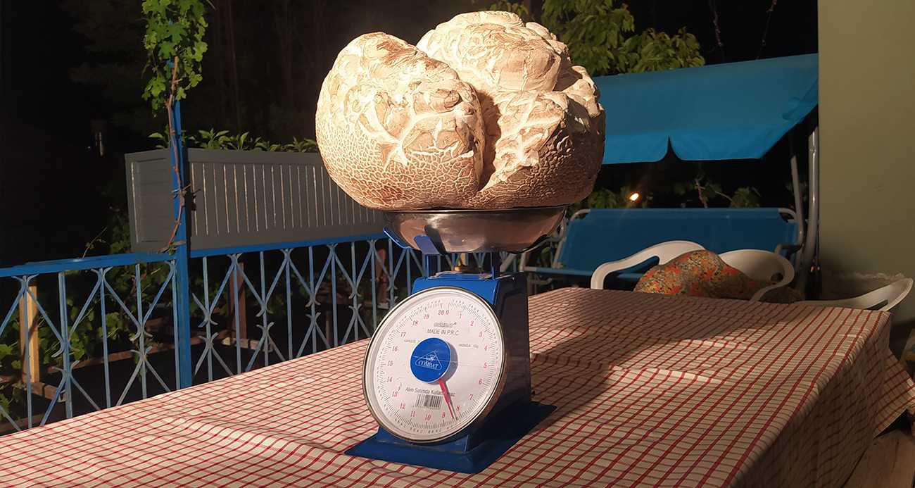 Taş zannetti: Görenler gözlerine inanamadı!