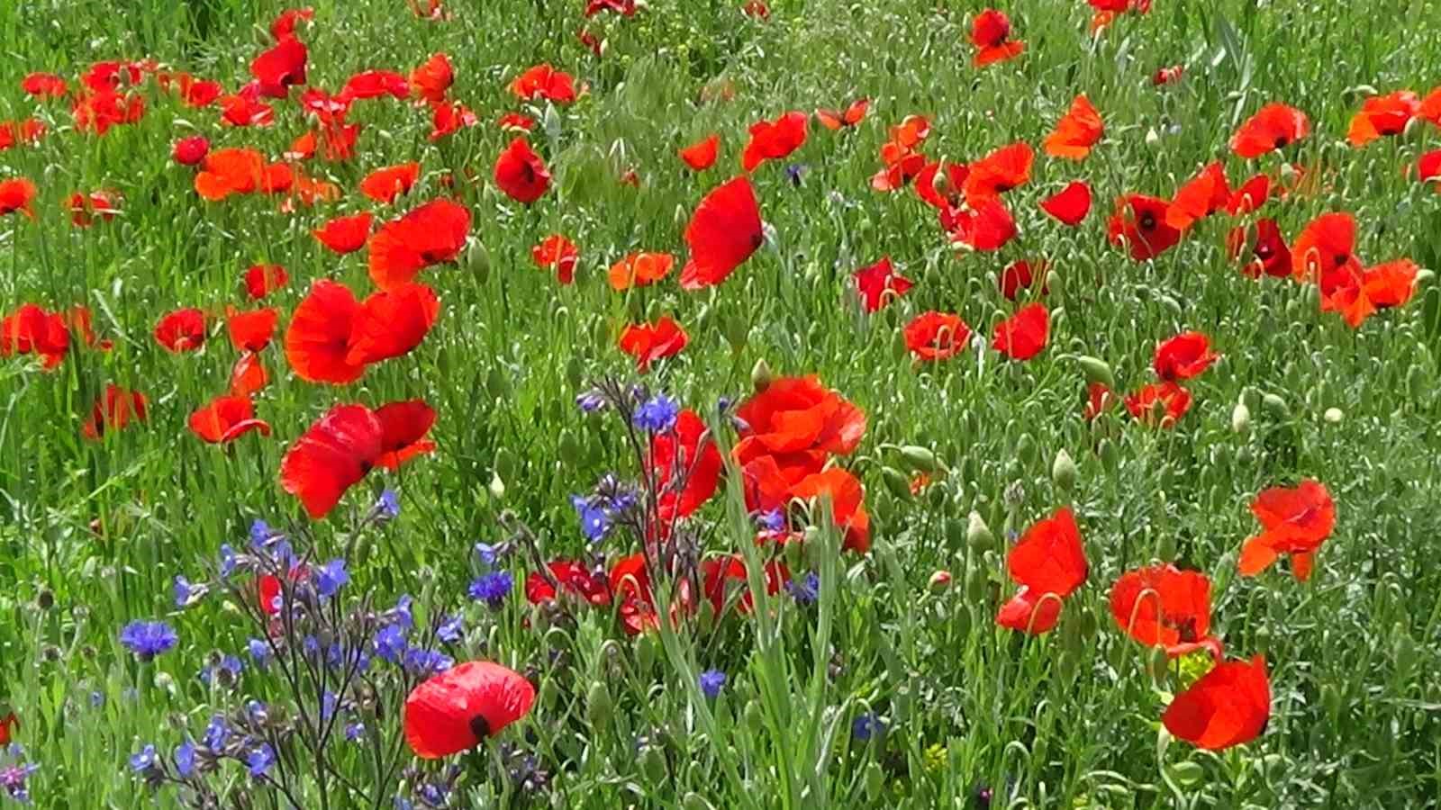 Van Ovalarında Kartpostallık Manzara