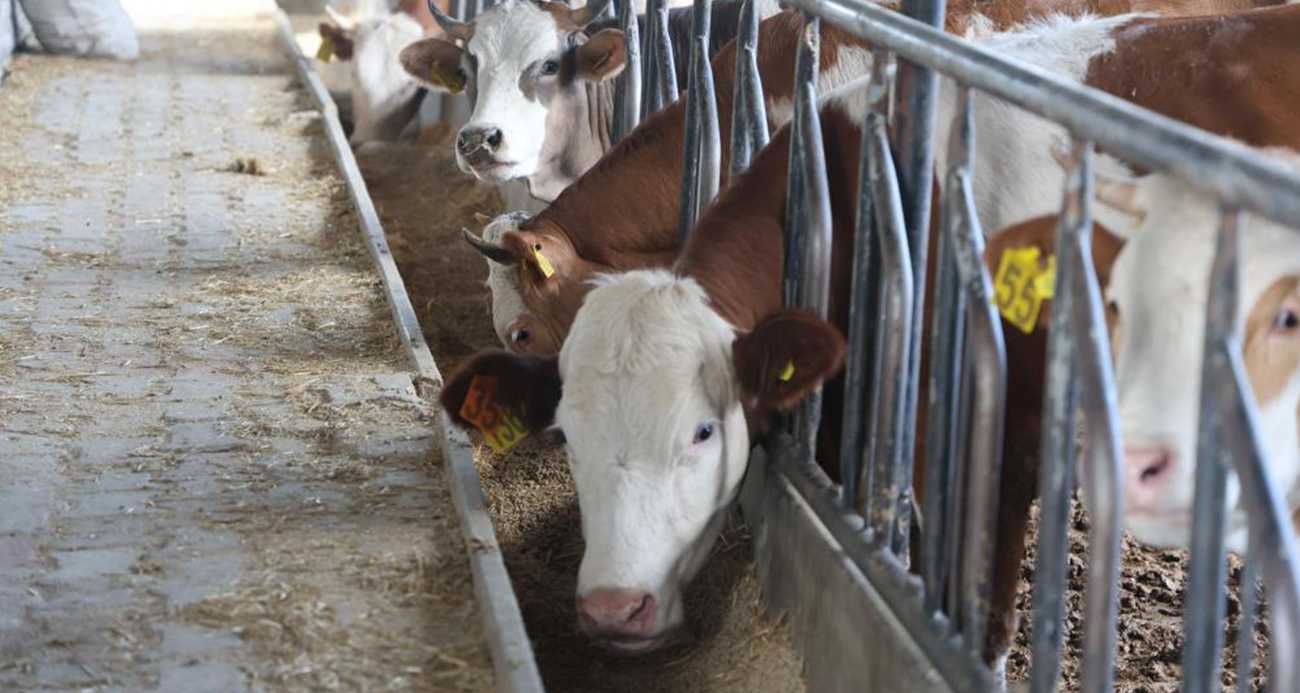 Kurban kesimi sırasında hastanelik olmamak için öneriler