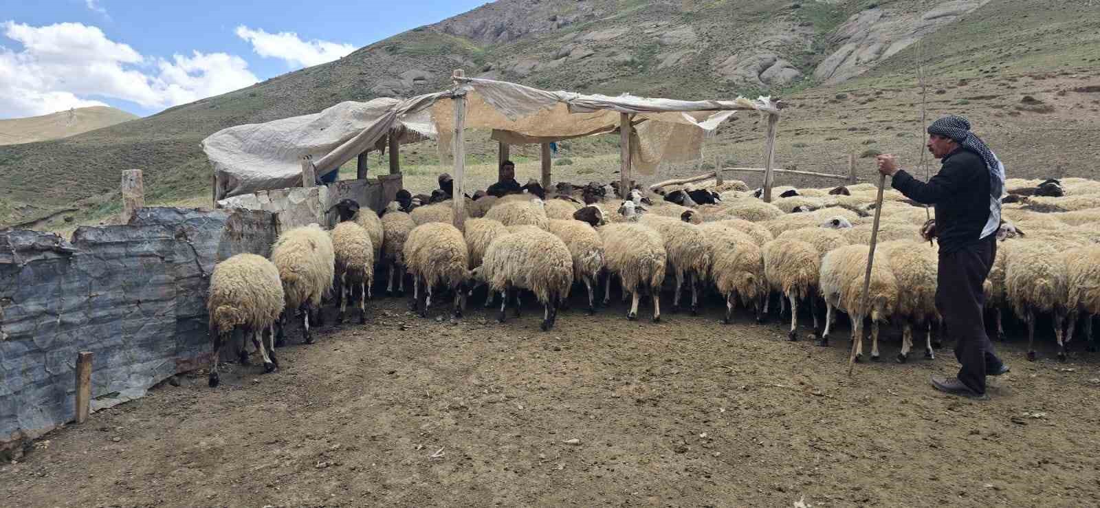 Vanlı Ailenin Yayla Mesaisi