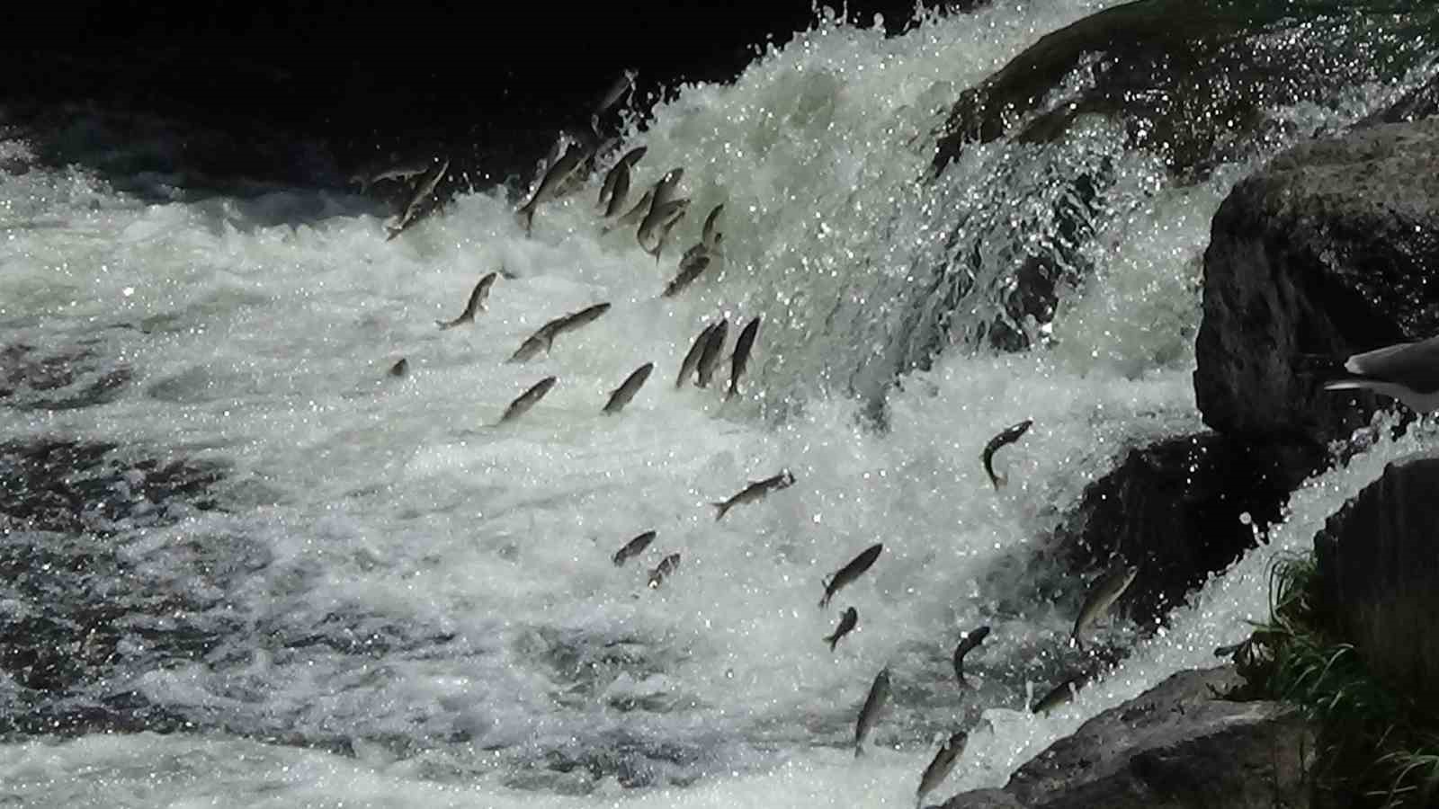 Van Gölü incilerinin muhteşem göçü devam ediyor