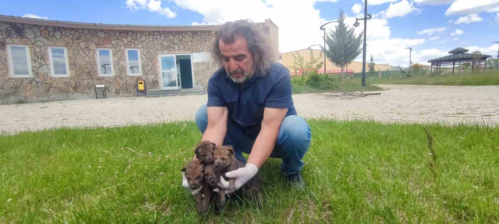 Van YYÜ yaban hayvanlarına kreş hizmeti sunuyor