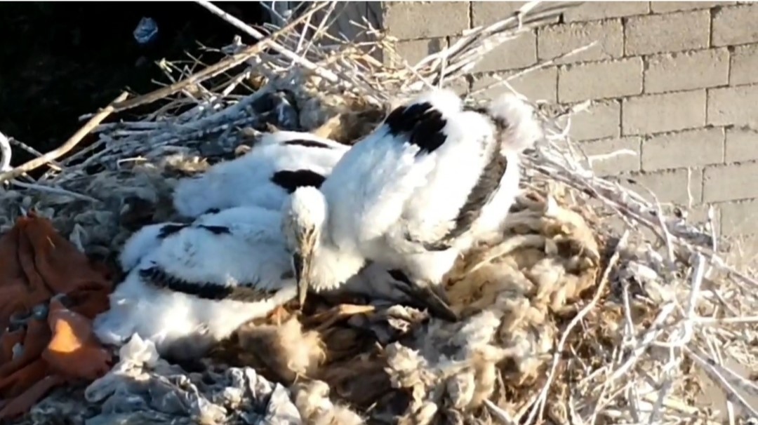 Van’da soğuklara direnen leylekler yavruladı