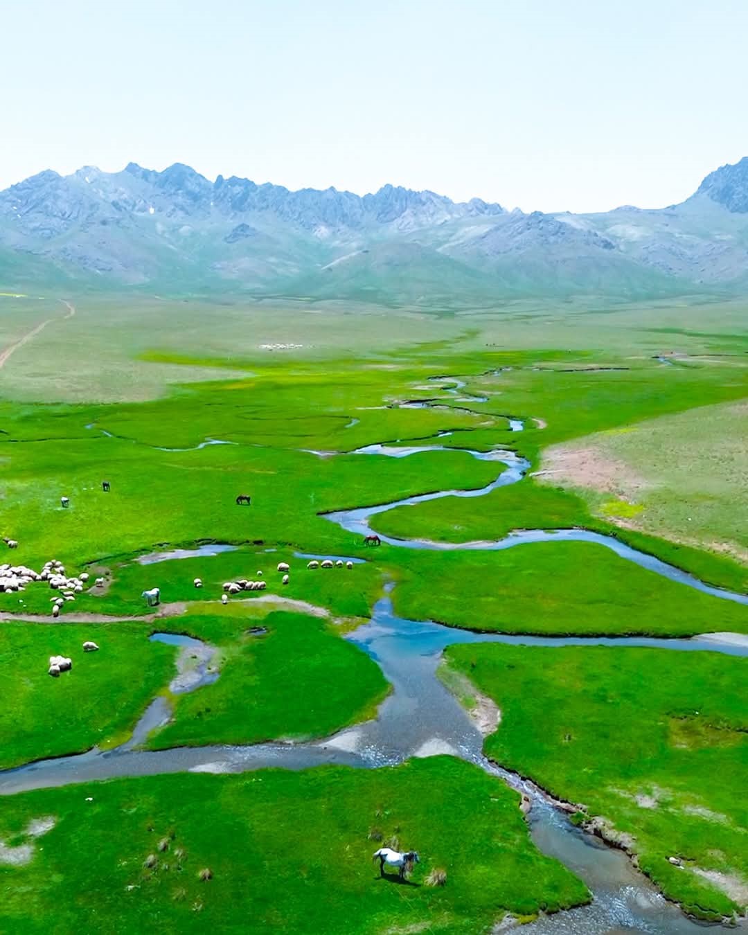 Van’daki Alendeşt Yaylası, menderesleri ve sarı çiçekleriyle büyülüyor