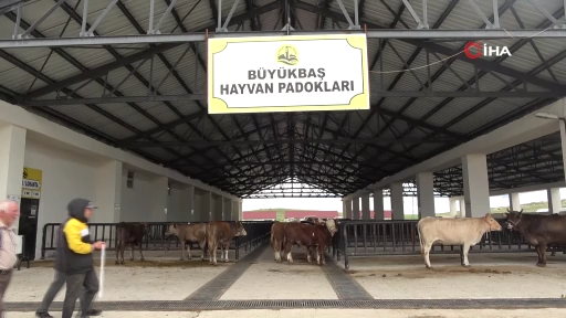Bayburt’ta kurban pazarlığı renkli ve samimi görüntülere sahne oldu: Fiyatta orta yolu bulunca sarılıp kucaklaştılar