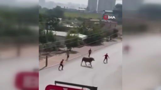 Kaçan boğa ortalığı birbirine kattı