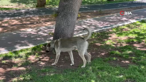 Yaklaşık 4 milyon sahipsiz köpek var, alacak barınak yok