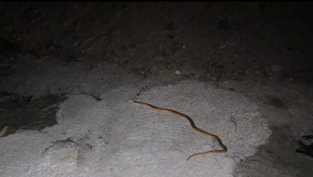 Van’da Otomobilin Motorundan Yılan Çıktı!