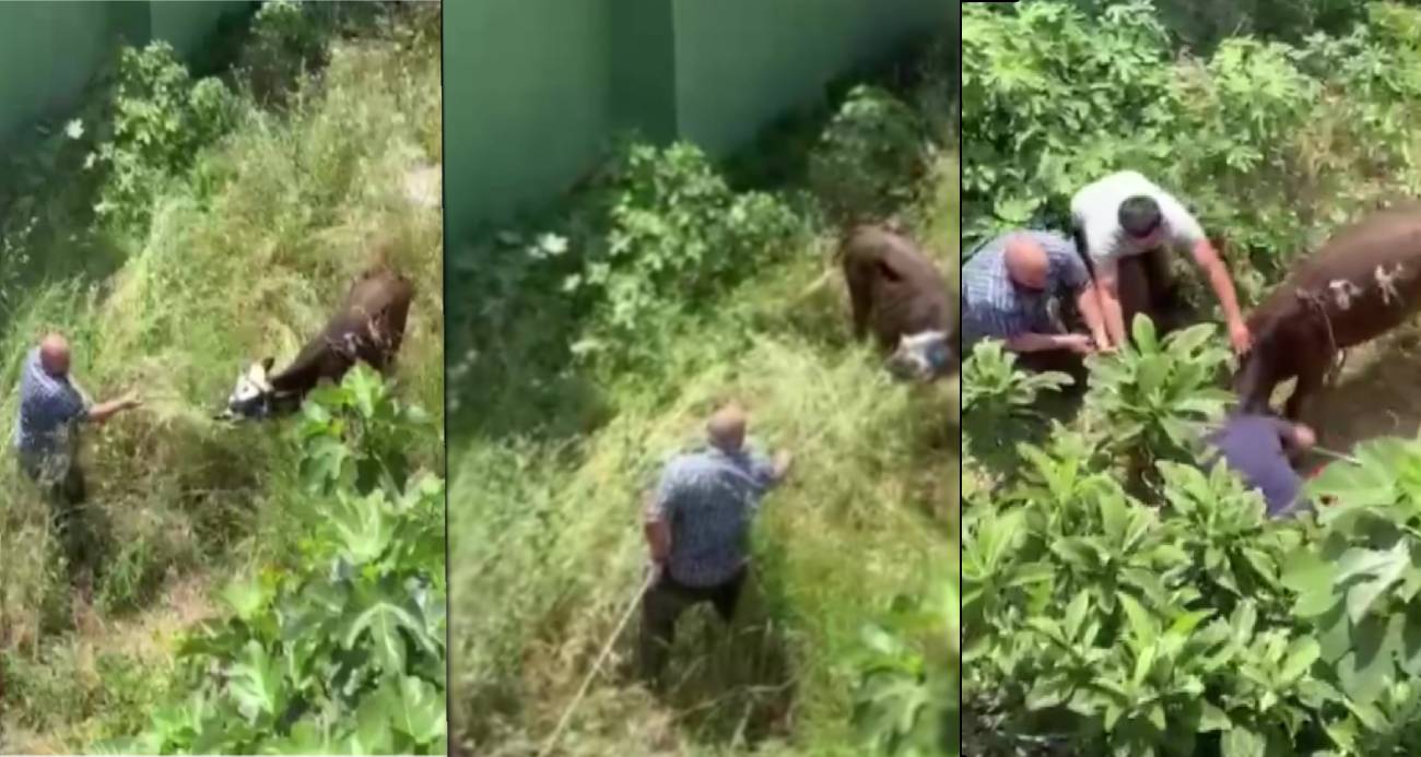 Küçükçekmece’de kaçan danayı sopayla vurarak sakinleştirmeye çalıştı