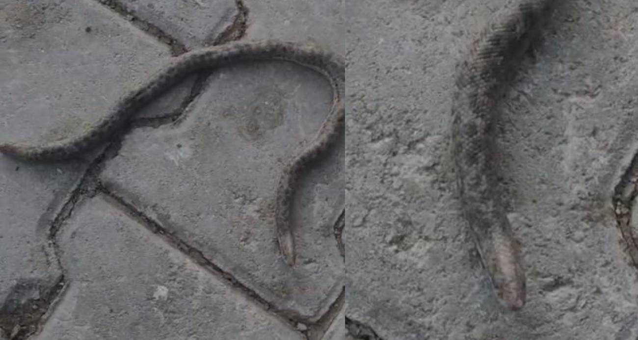 Çift başlı yılan tedirgin etti