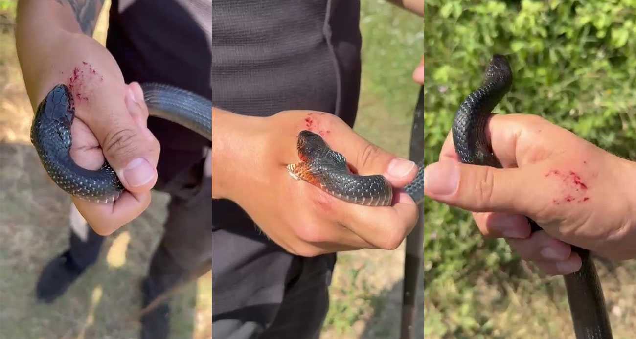 “Zararsız, öldürmeyin” dediği yılan elini ısırdı
