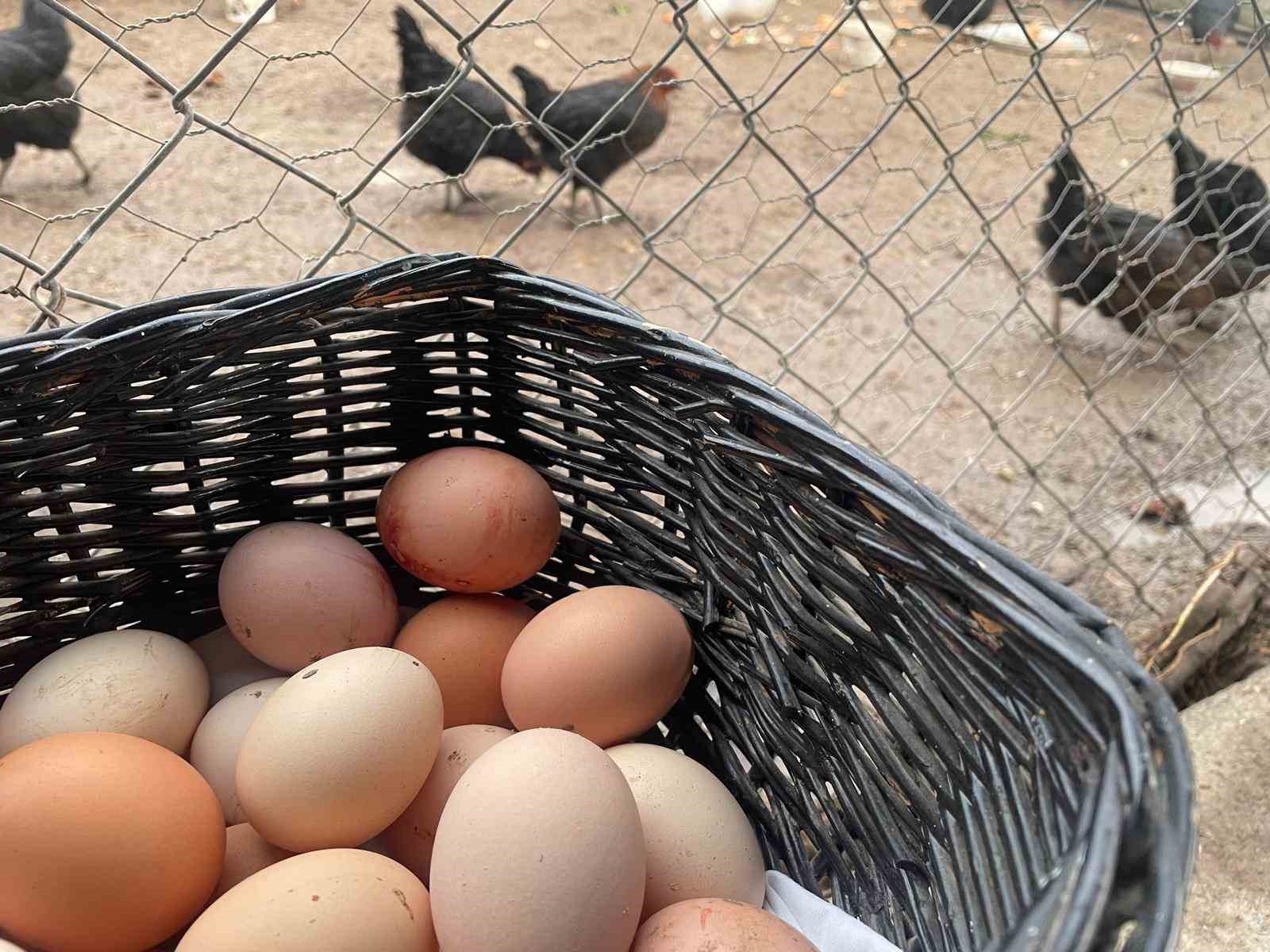 Yumurta Üretiminde Son 6 Ayda Dikkat Çeken Gerileme