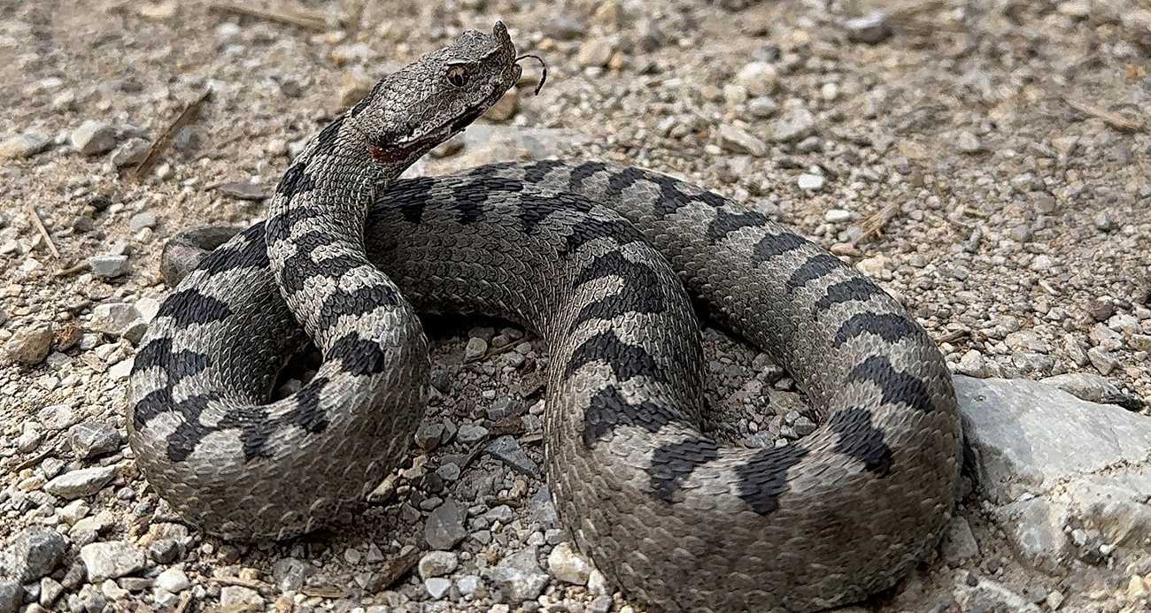 Sıcaklarla birlikte yılanlar daha sık görünmeye başladı