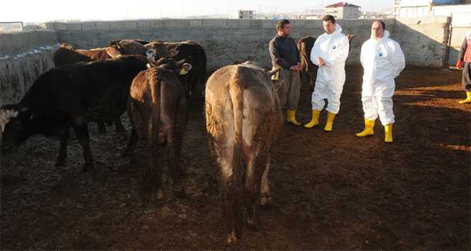 Tarım ve Orman Bakanlığından şap açıklaması!