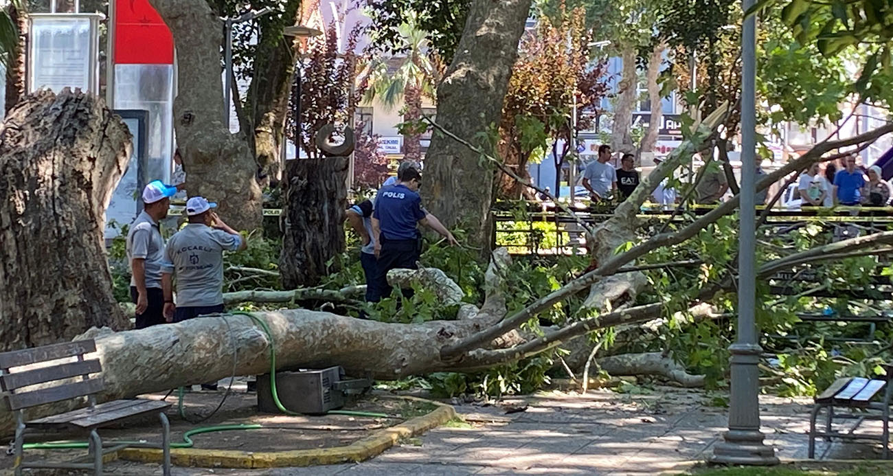 Feci Olay: Üzerine Ağaç Dalı Düşen  Genç Kız Hayatını Kaybetti