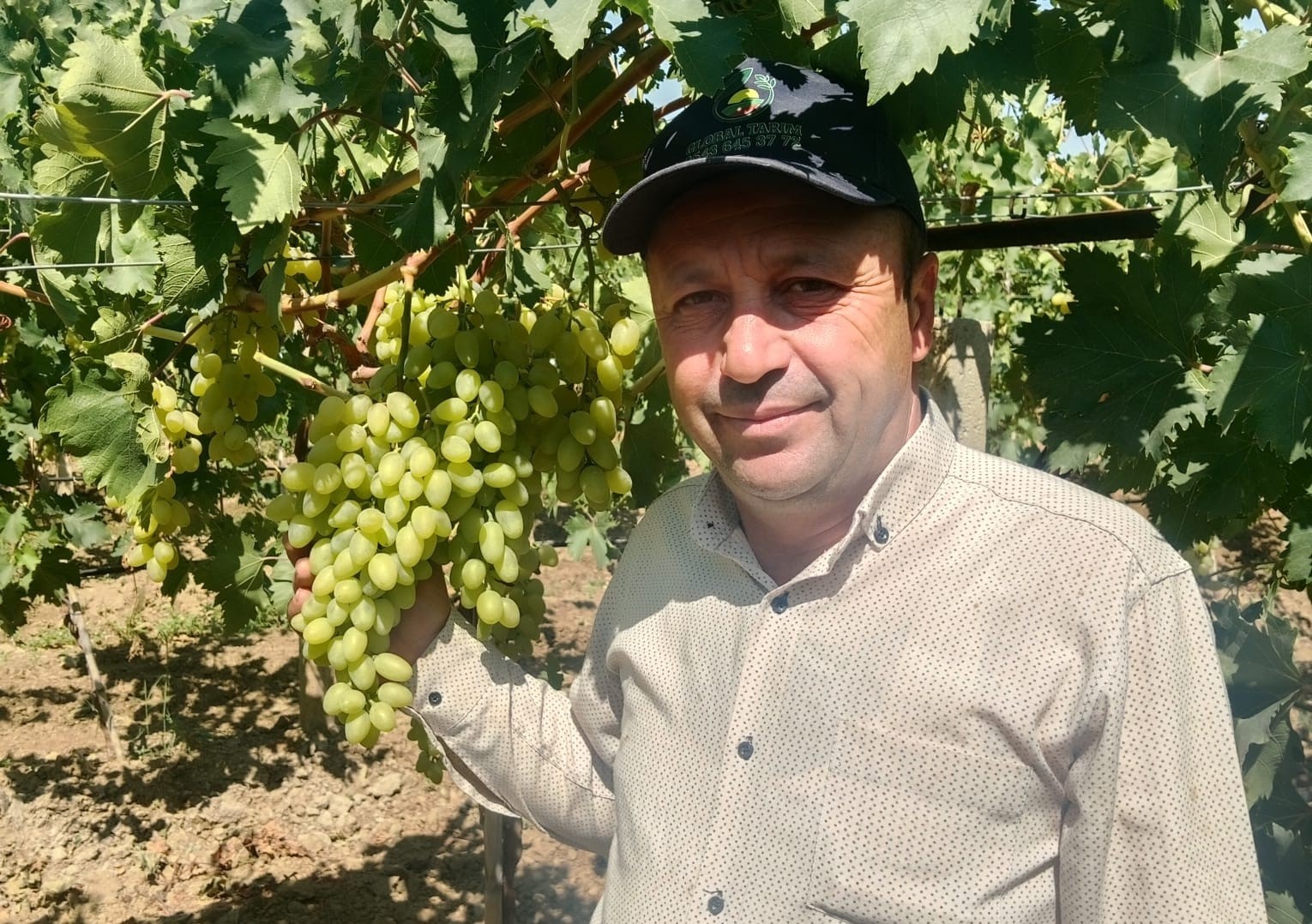 Erkenci üzüm alımları başladı