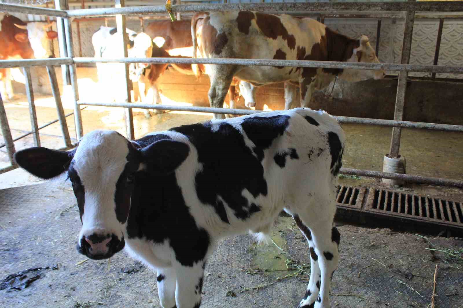 TARPOL’un “şap raporu”na tepki