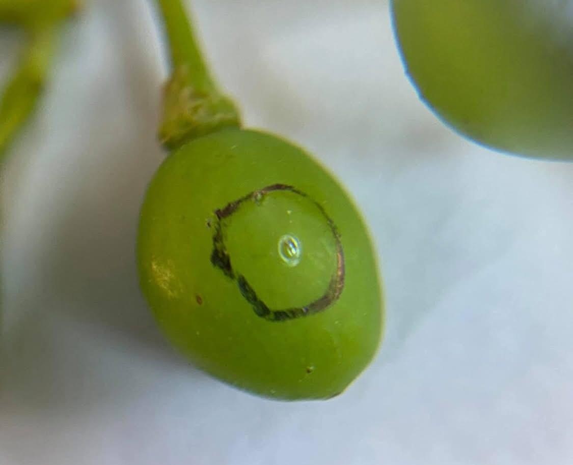 Bağcılara salkım güvesi uyarısı