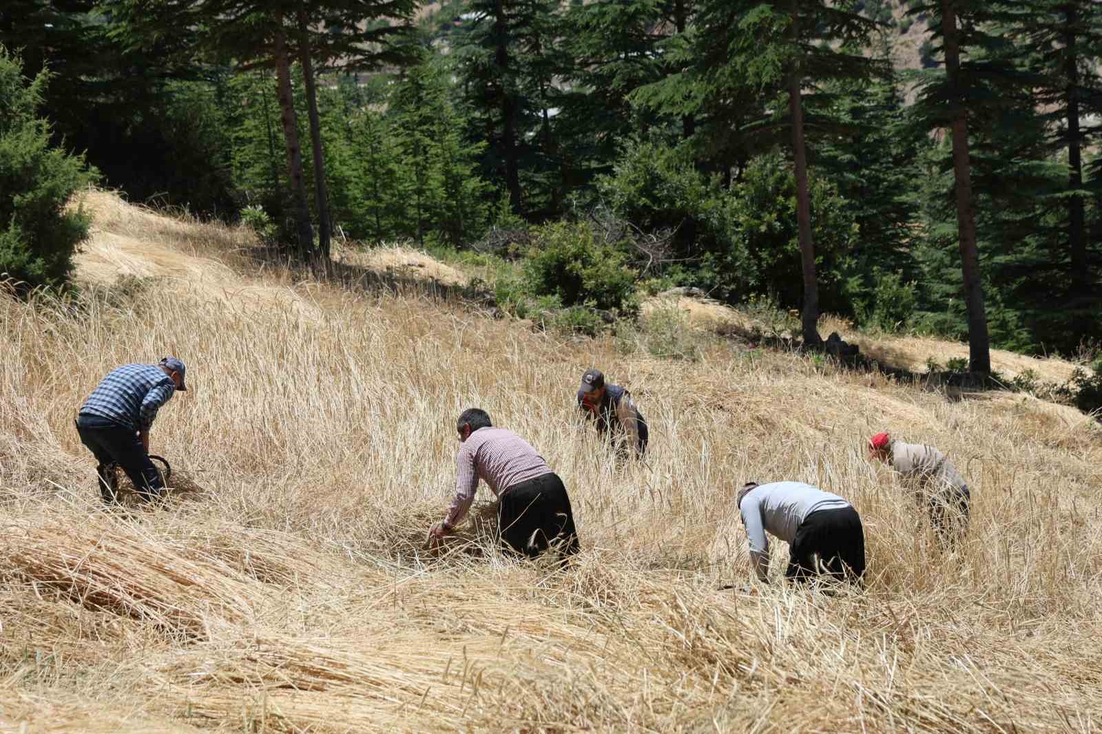 Teknolojinin ulaşamadığı tarlalarda ellik ve orakla hasat başladı