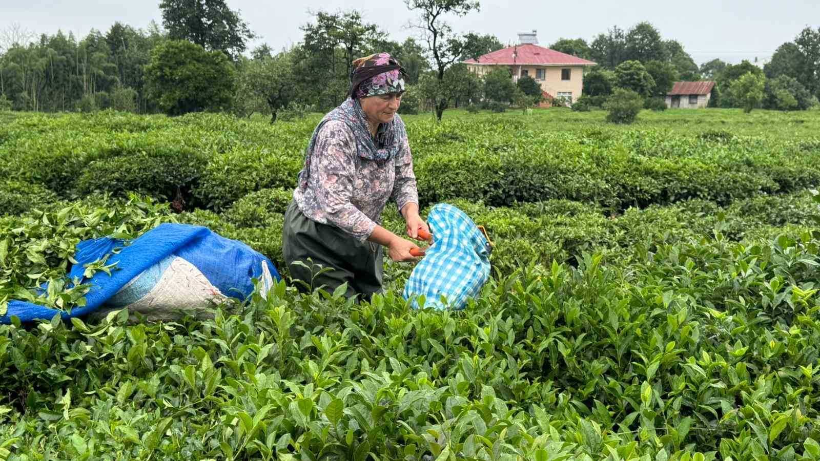 ÇAYKUR’dan 2. Sürgün için “Aceleye getirmeyin” uyarısı