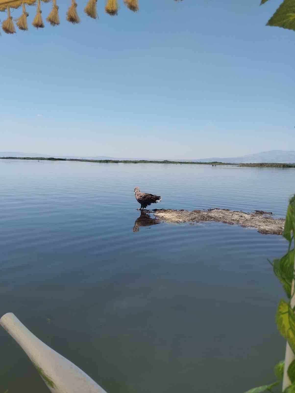 Denizli’de Nesli Tehlikedeki Ak Kuyruklu Kartal Görüldü