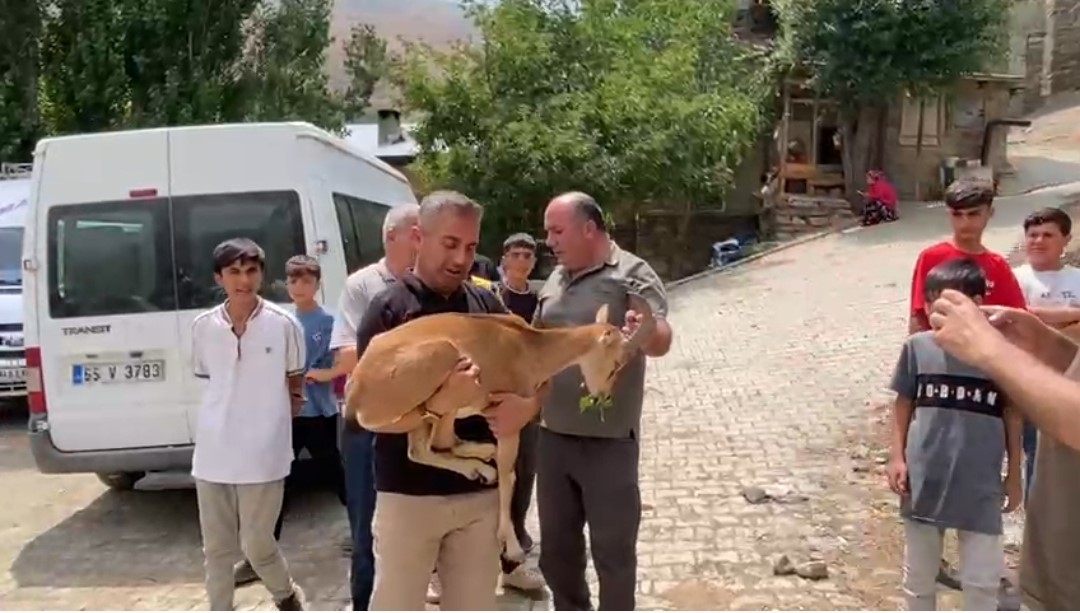 Van’da Bulunan Dağ Keçisi Yetkililere Teslim Edildi
