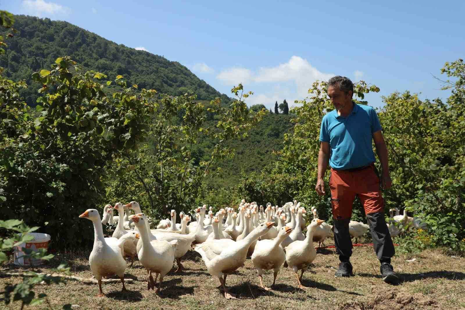 “Alım garantili’ kaz yetiştiriciliği yaygınlaşıyor