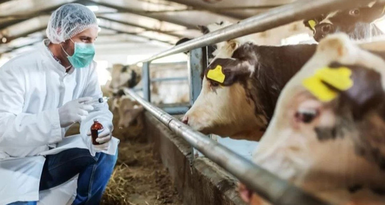 Tarım ve Orman Bakanlığı’ndan şap açıklaması!