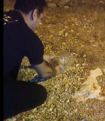 Tunceli’de kız yurdunda yakalanan engerek doğaya bırakıldı