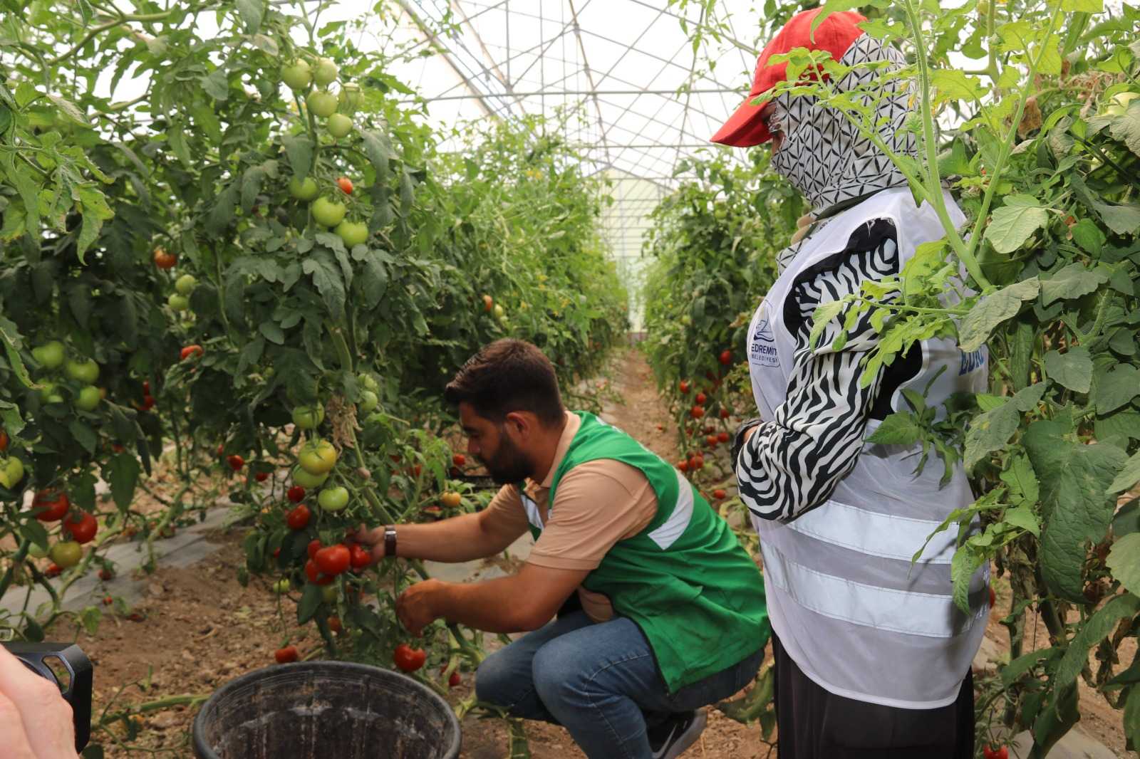 Van Edremit’te  yetiştirilen sebzelerin ilk hasadı yapıldı
