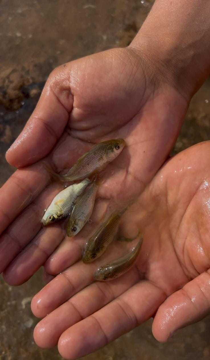 Çerkeşli Göleti’ndeki balıklar kurtarıldı