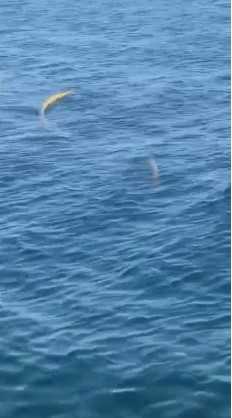 Van Gölü Canavarı Gerçek mi? “Efsane” Geri Döndü