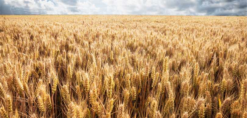 Hububat Alım Bedelleri Üreticilerin Hesaplarına Yatırıldı