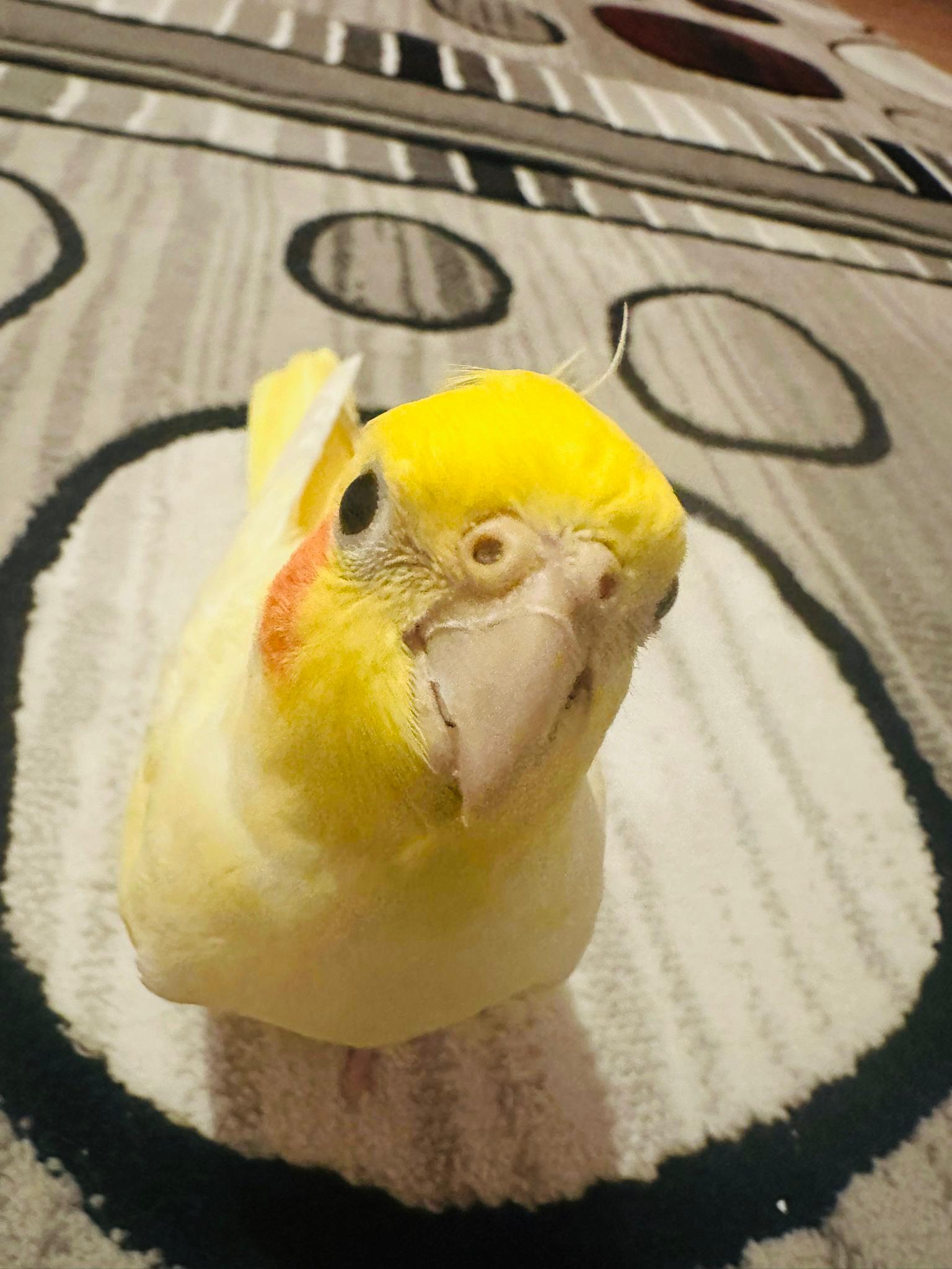 Van’da kaybolan papağanı bulana 100 bin TL ödül