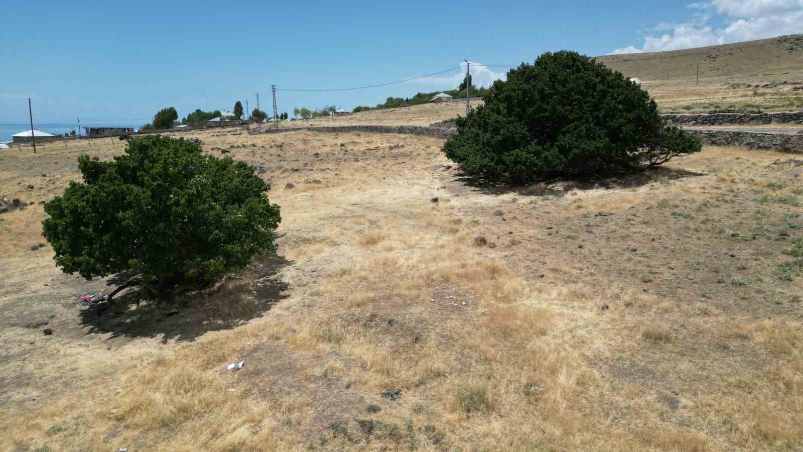 Asırlık dut ağaçları kök saldığı topraklarda dimdik duruyor