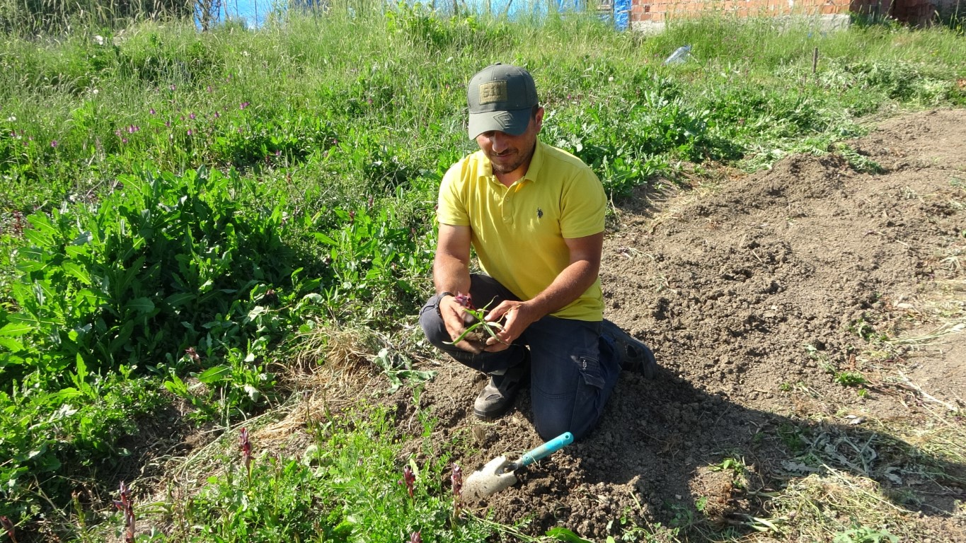 Kastamonu’da toplanması yasak olan salebin hasadı sürüyor